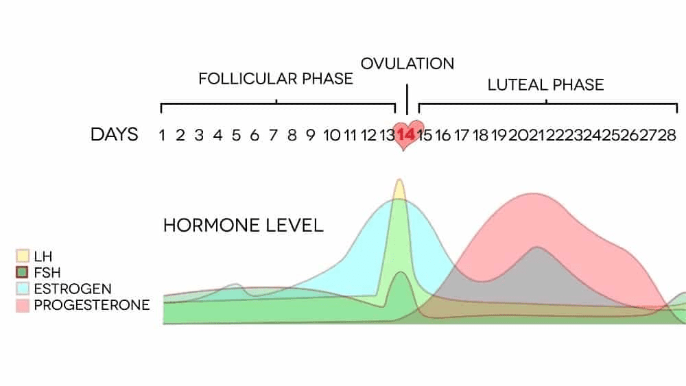 menstrual cycle hormone levels graph